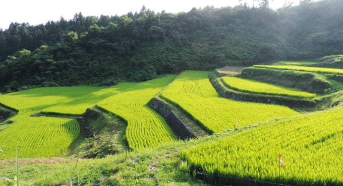 大張沢尻棚田