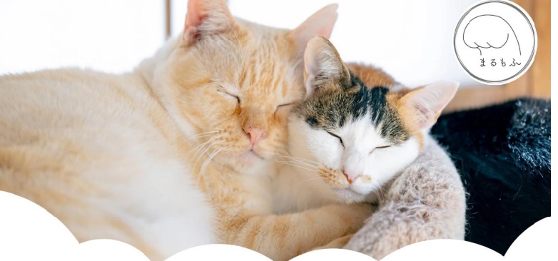 譲渡型保護猫カフェまるもふ堂